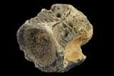 Fossil Crocodylomorph Vertebra - Montana #134811-3